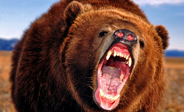 Roaring Bear