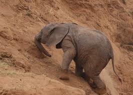 baby elephant climbing a steep hill