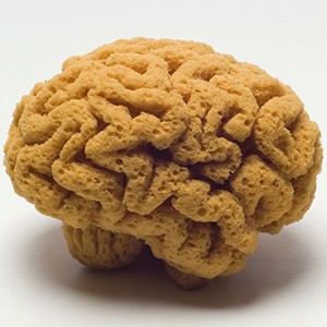 Brain Sponge